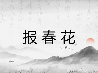 报春花 报春花
