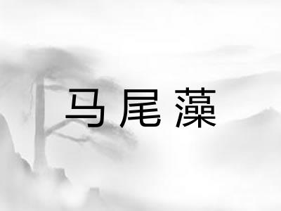 马尾藻 马尾藻
