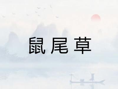 鼠尾草 鼠尾草