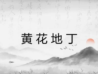 黄花地丁